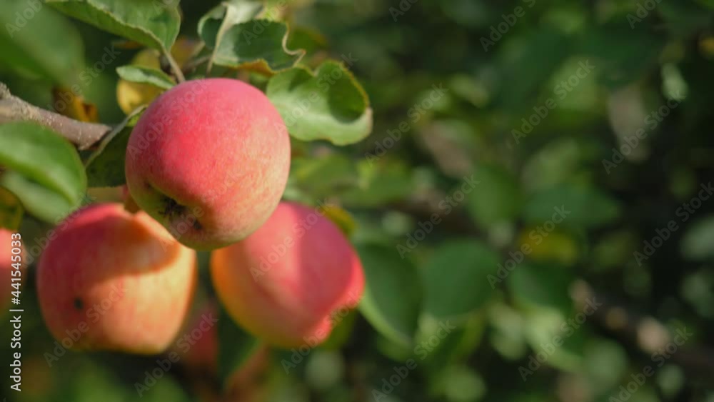 apple orchard. ripe red apples on the tree. apples harvest. fruit farming concept, small local produce apple orchard. ripe red apples on the tree. apples harvest. fruit farming concept, small local produce