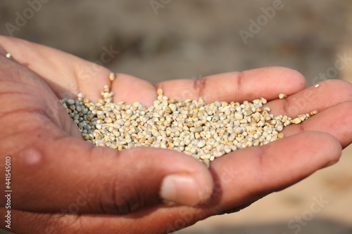 Millet, spiked or pearl millet in the hand for cover and product