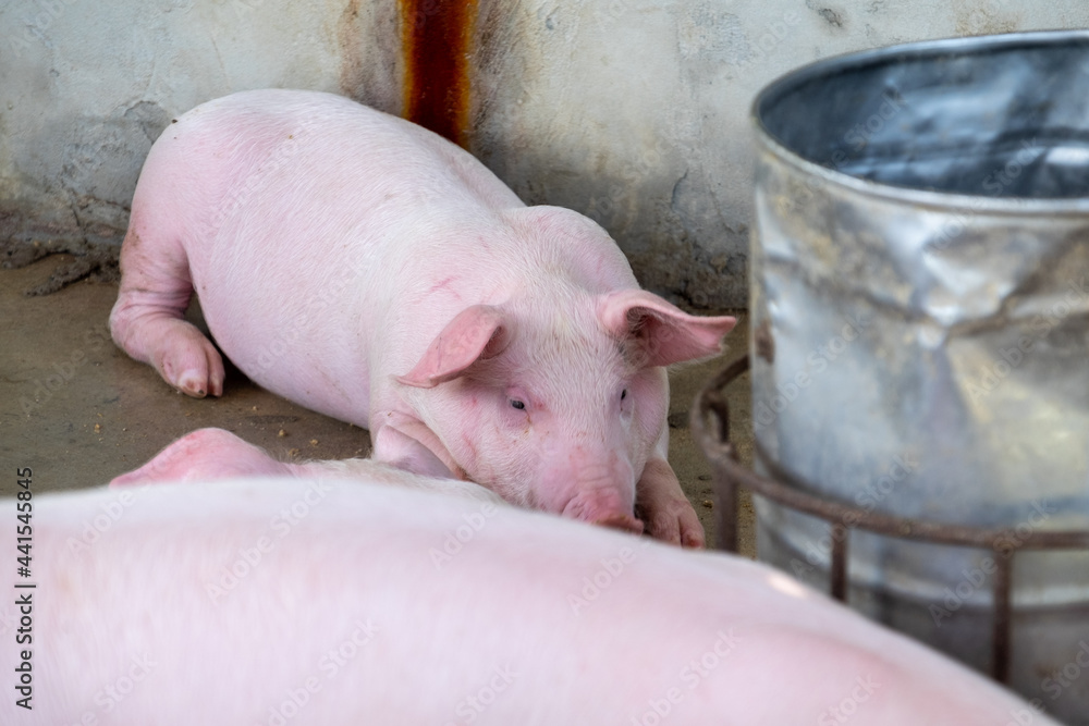 Pig farm in swine business in tidy and clean indoor housing farm, with pig mother feeding piglet Pig farm in swine business in tidy and clean indoor housing farm, with pig mother feeding piglet