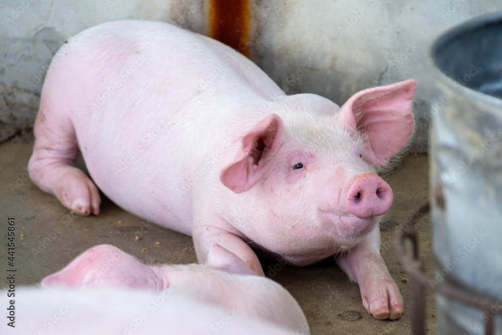 Pig farm in swine business in tidy and clean indoor housing farm, with pig mother feeding piglet Pig farm in swine business in tidy and clean indoor housing farm, with pig mother feeding piglet