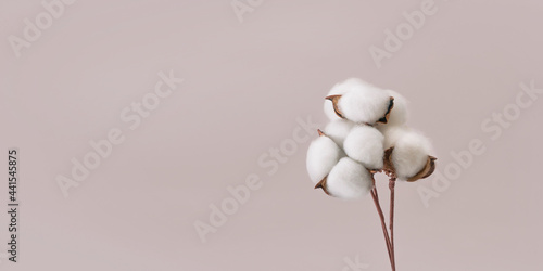 Foto Cotton flower branch on grey background with copy space.