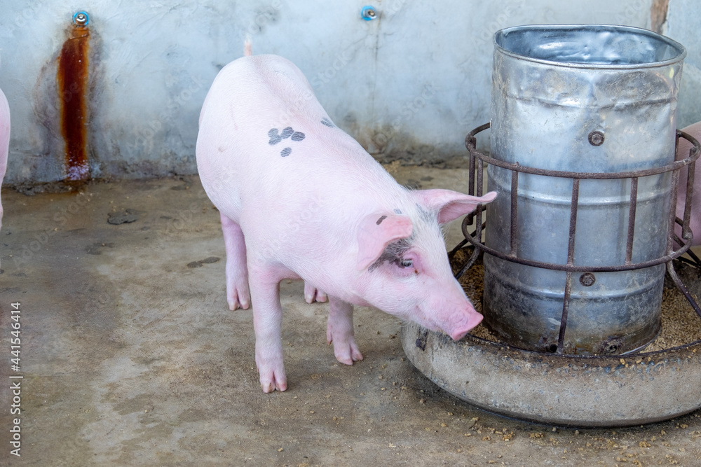 Pig farm in swine business in tidy and clean indoor housing farm, with pig mother feeding piglet Pig farm in swine business in tidy and clean indoor housing farm, with pig mother feeding piglet