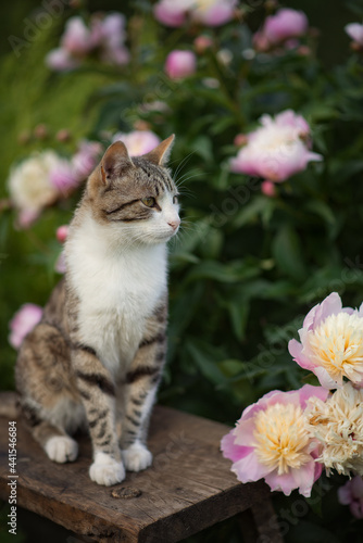 Photo of a striped cat near a pink bush of peonies.
