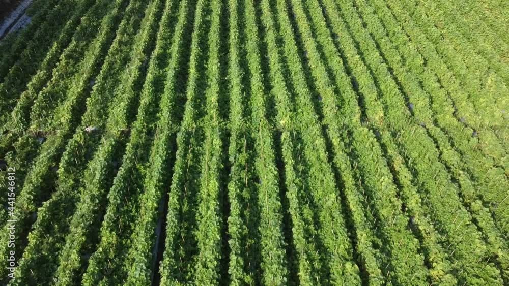 Aerial view of Cantaloupe Melon and Watermelon Growing in fields at Indonesia. Aerial view of Cantaloupe Melon and Watermelon Growing in fields at Indonesia.