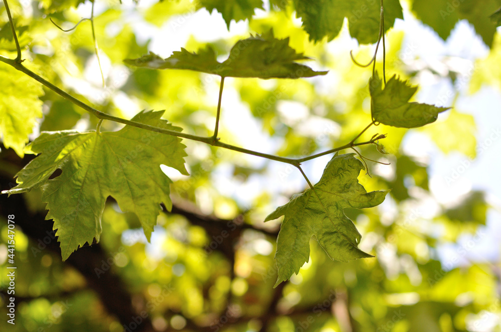 Grapevine leaves of a typical Spanish shade Grapevine leaves of a typical Spanish shade