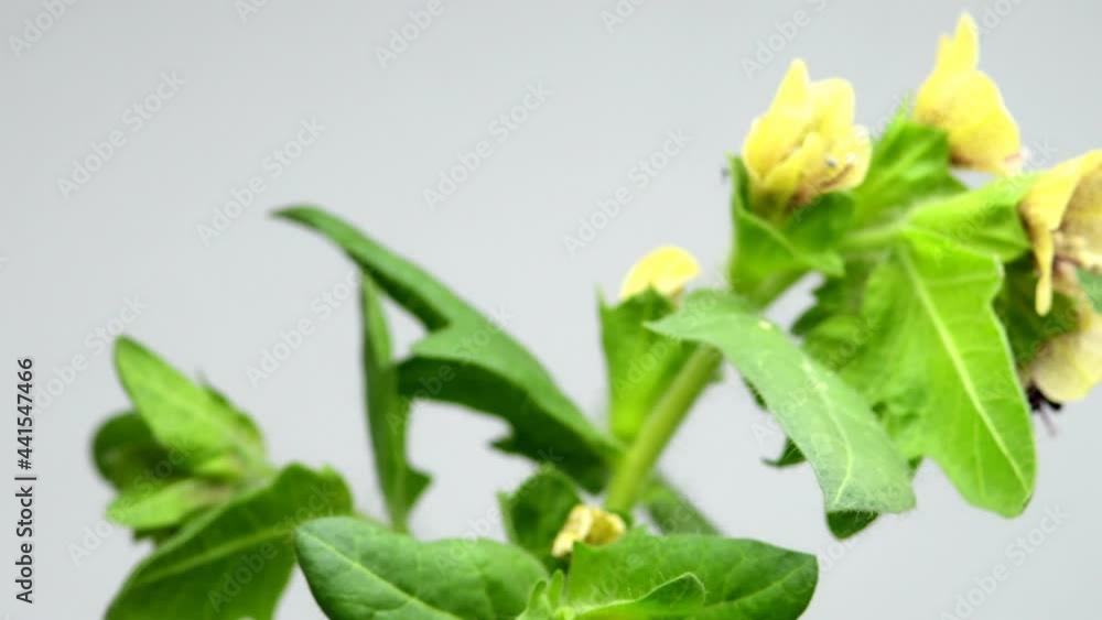 Black henbane, mystic witch herb on a turn table Black henbane, mystic witch herb on a turn table