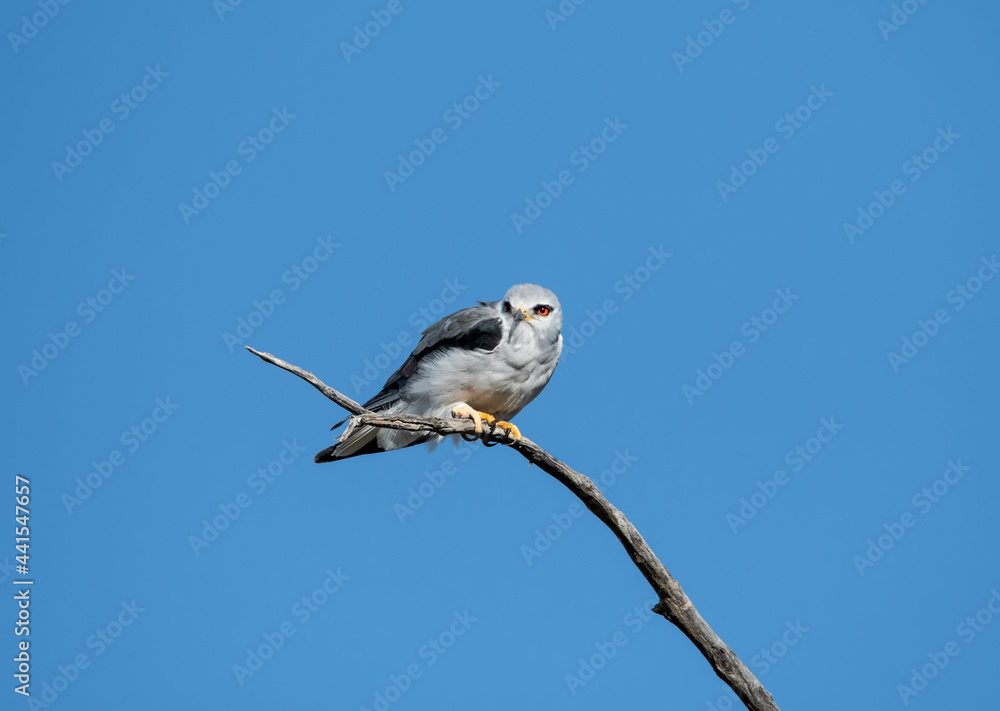 Obraz premium Black-shouldered Kite