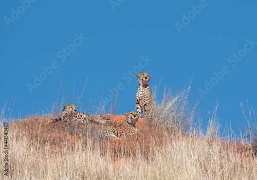 Cheetah Trio © Cathy Withers-Clarke