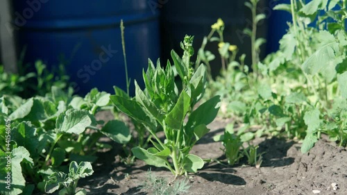 Spinach is grown on an organic farm Tetragonia tetragonoides. Close-up selective focus photo