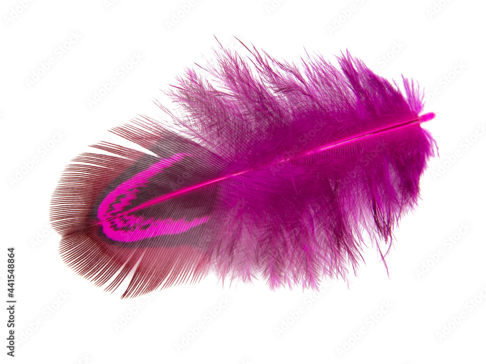 Elegant pink pheasant feather isolated on the white background Elegant pink pheasant feather isolated on the white background