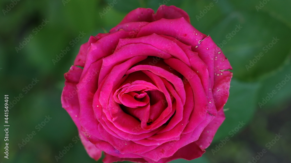 Beautiful multi colored rose garden in spring Beautiful multi colored rose garden in spring