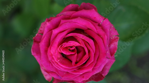 Beautiful multi colored rose garden in spring