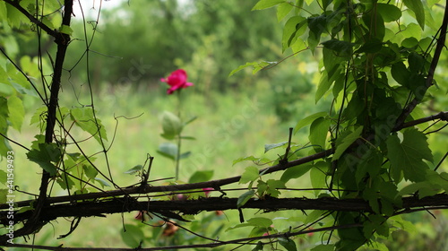Beautiful multi colored rose garden in spring