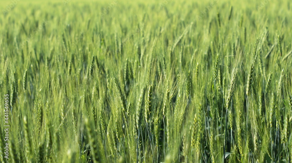 Wheat field and blue sky with sun. Wheat field and blue sky with sun.