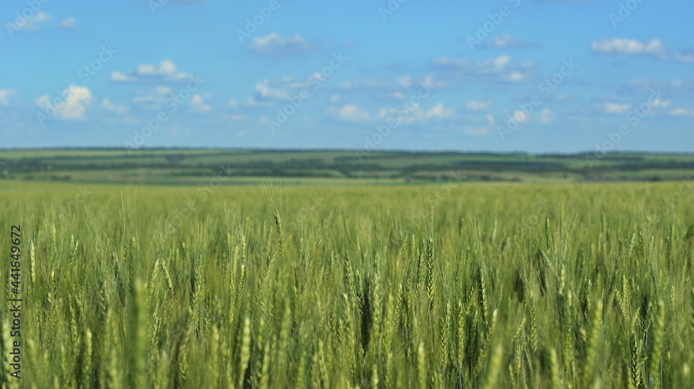 Wheat field and blue sky with sun.