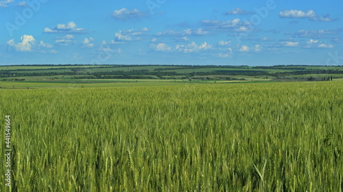 Wheat field and blue sky with sun.