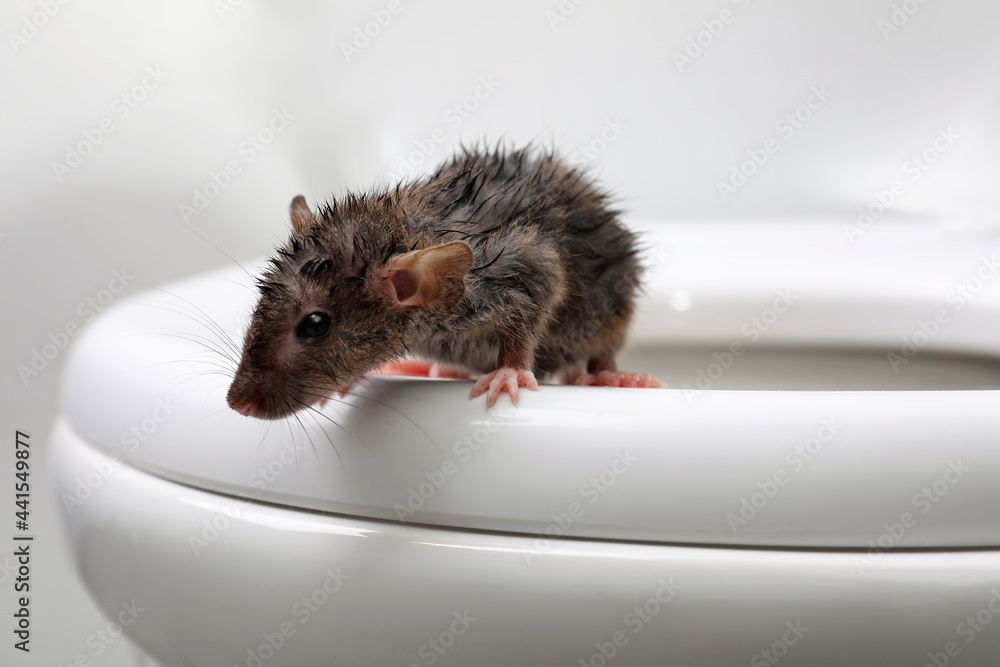 Wet rat on toilet bowl in bathroom, closeup. Pest control Stock Photo