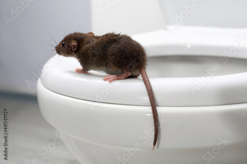 Rat on toilet bowl in bathroom. Pest control