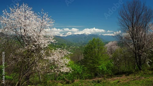 Colorful spring landscape filmed in time lapse. Clear sky deep blue overhead. Green flowering trees around. A small village on a hillside. Beautiful white clouds over high rocky mountains.