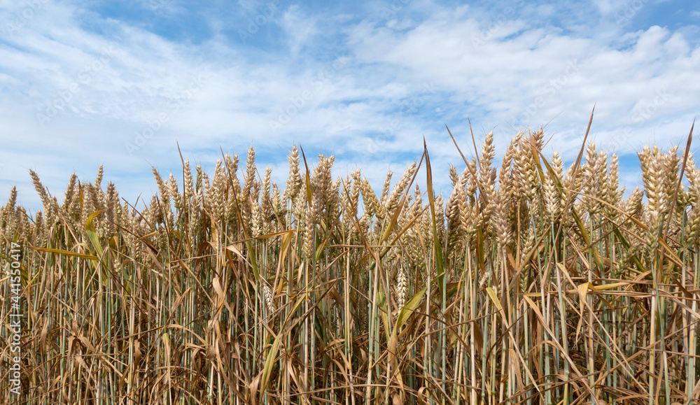 Φωτογραφία Braune reife Weizenähren auf einem Feld in Nahaufnahme gegen einen malerischen H