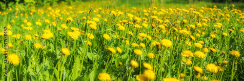 Green field with yellow dandelions. Closeup of yellow spring flowers on the ground wide panorama © Baikal360