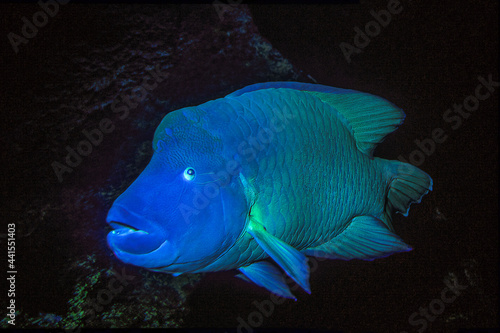 Quadro su tela "Napoleon Fish" is a species of wrasse and can called "Humphead wrasse"