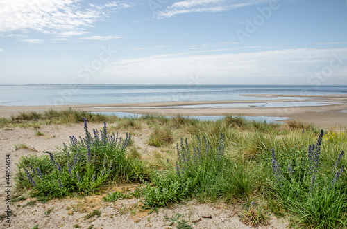 Slika na platnu Echium vulgare and marram grass growing on a tall dune at Maasvlakte industrial