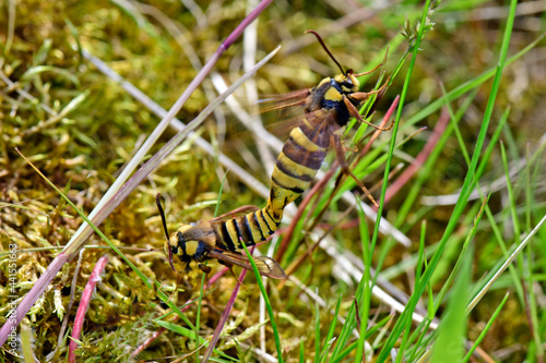 Hornet moth // Hornissen-Glasflügler, Bienen-Glasflügler (Sesia apiformis)  photo