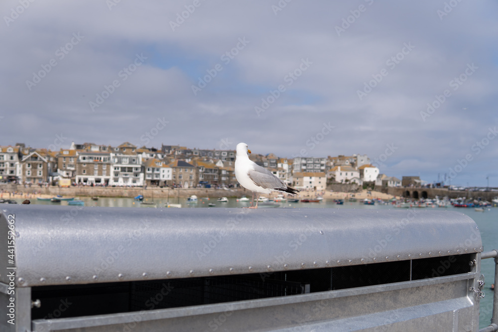 Photo of a seagull standing next to a village in a sunny day in the UK