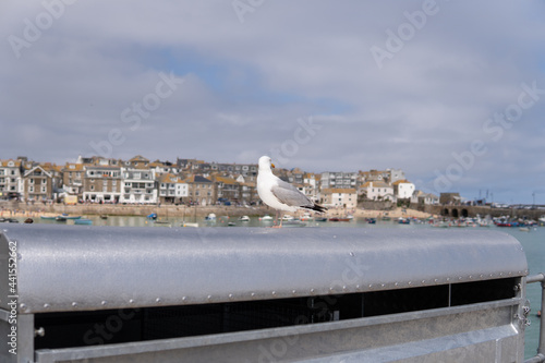 Obraz na płótnie Photo of a seagull standing next to a village in a sunny day in the UK w salonie