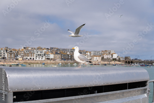 Obraz na płótnie Photo of a seagull standing next to a village in a sunny day in the UK w salonie