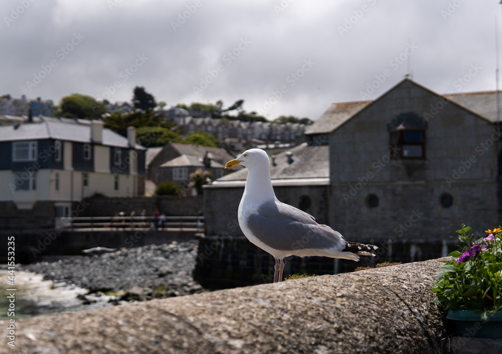 Photo of a seagull standing next to a village in a sunny day in the UK