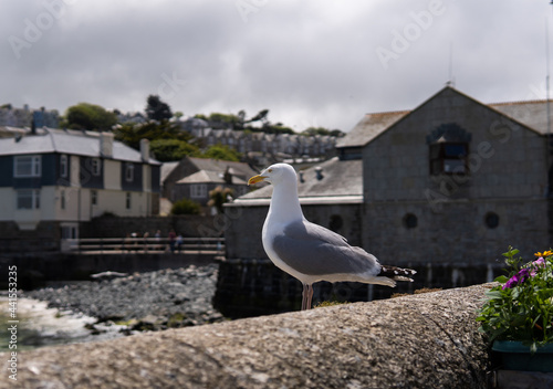 Obraz na płótnie Photo of a seagull standing next to a village in a sunny day in the UK w salonie