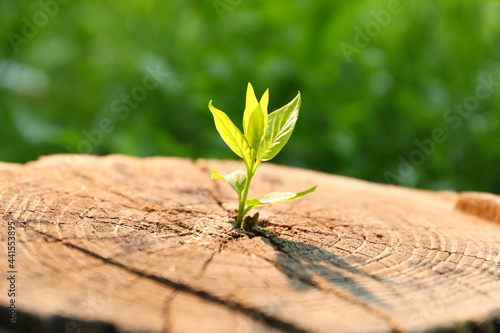 Foto Young green seedling growing out of tree stump outdoors on sunny day, closeup
