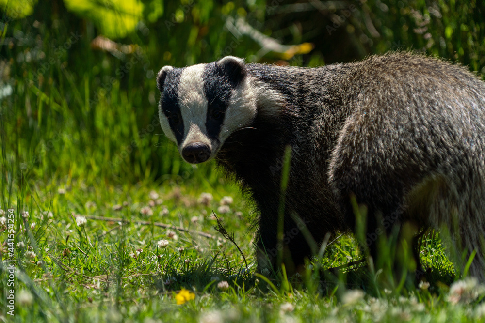 Fototapeta premium British badger black and white in a sunny field uk