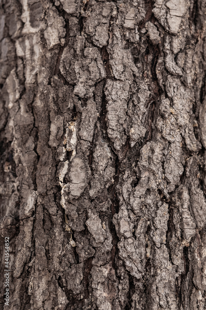 Dry cracked tree trunk how background Dry cracked tree trunk how background