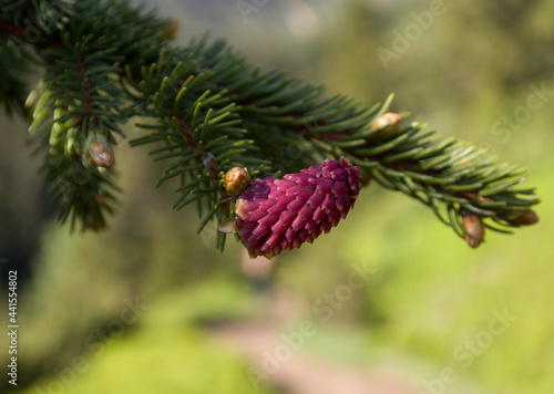young cone on the branches of a Christmas tree