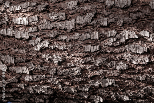 Dry cracked tree trunk how background