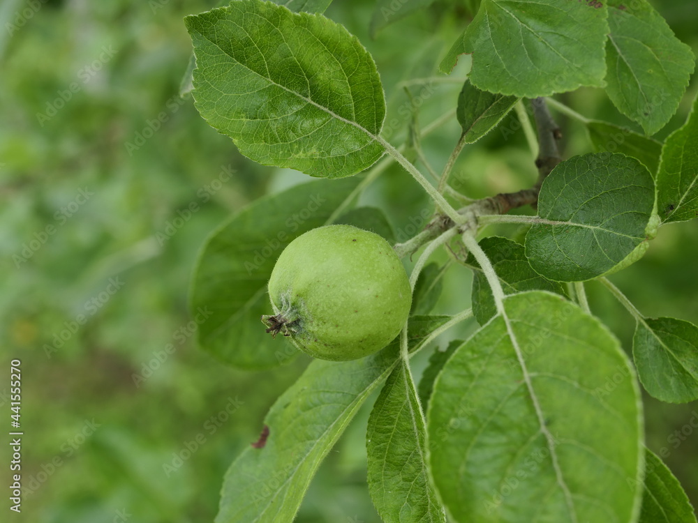 Obraz premium apples on a tree