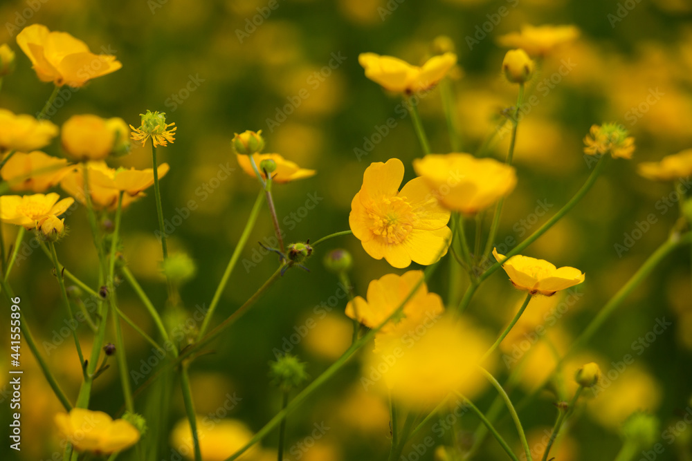 Close up of the beautiful yellow buttercups, blooming in spring, East Groningen province, Netherlands Close up of the beautiful yellow buttercups, blooming in spring, East Groningen province, Netherlands
