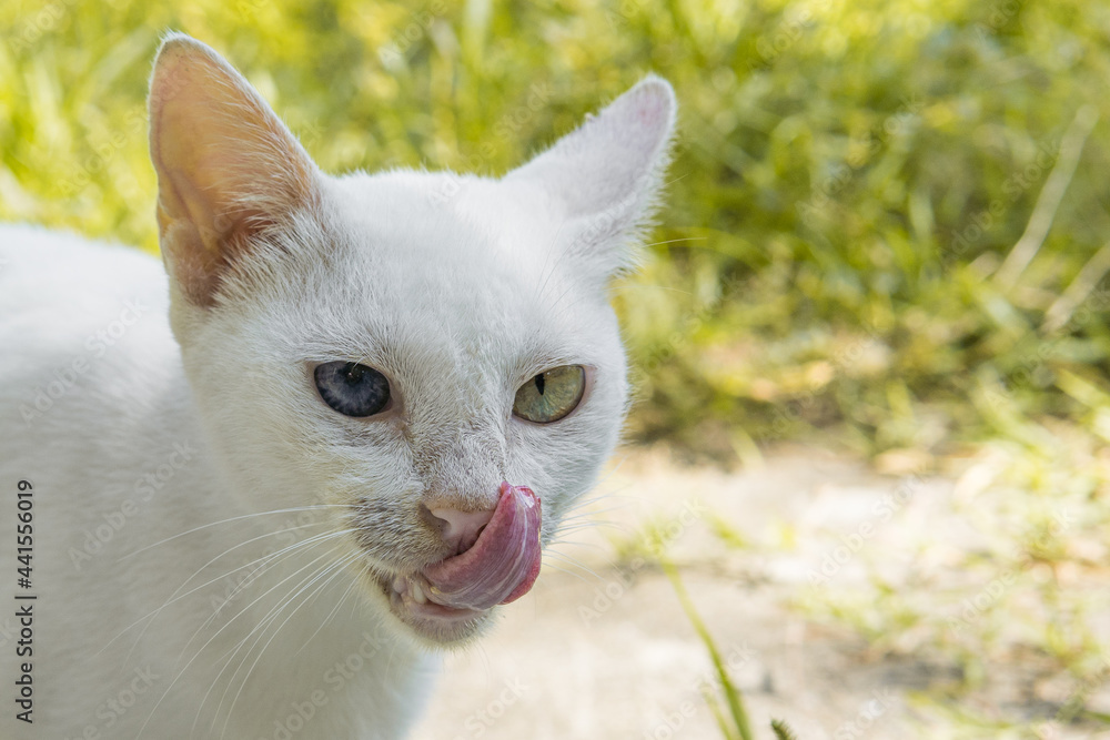 A beautiful white cat licks its lips. Photo on the background of nature. High quality photo