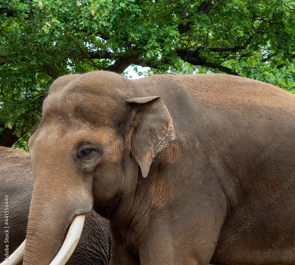Fototapeta premium Close-up portrait of an elephant in the zoo