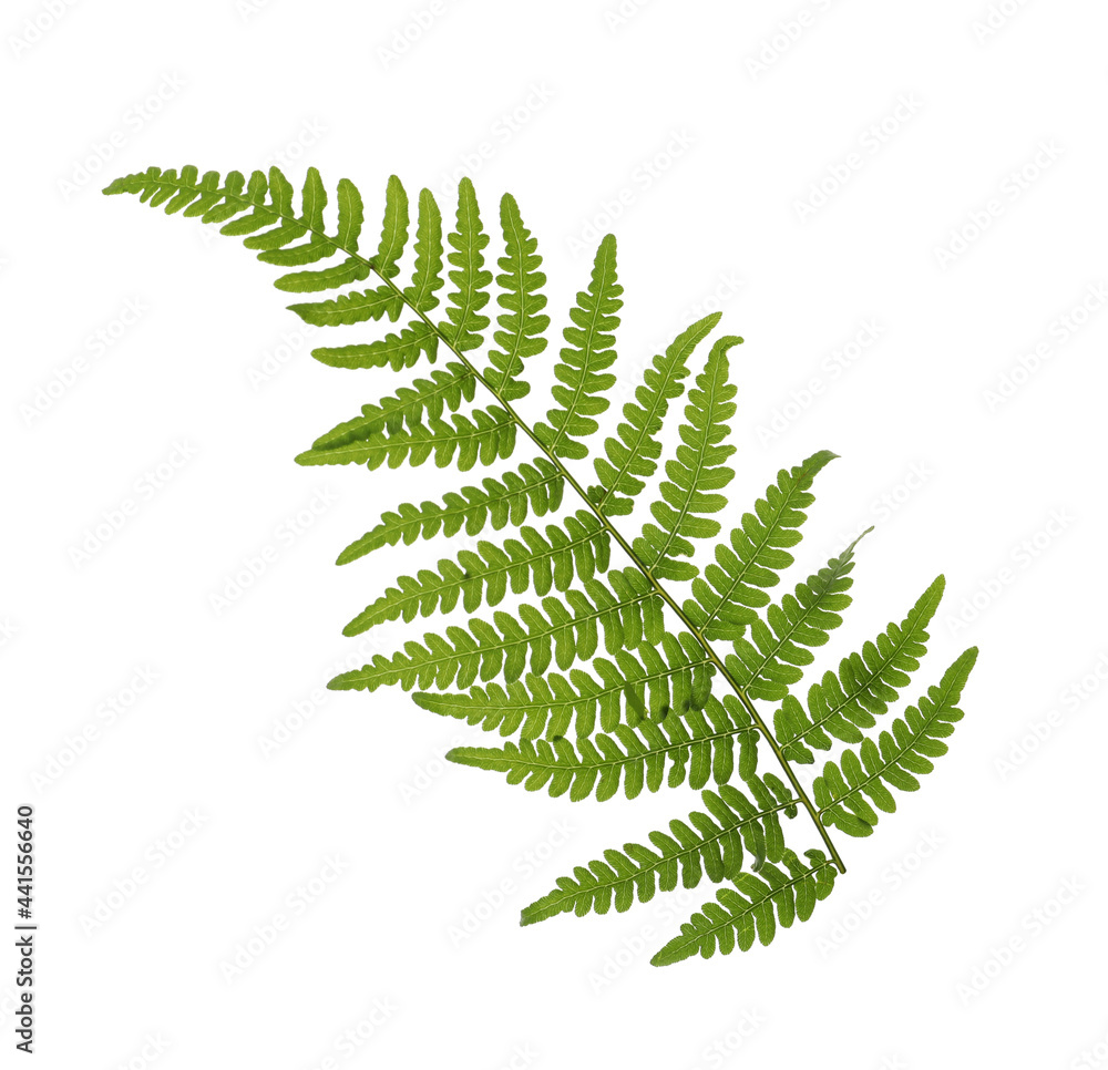 Beautiful tropical fern leaf isolated on white - obrazy, fototapety, plakaty 