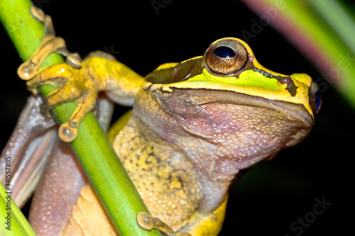 New Granada Cross-banded Tree Frog, Smilisca phaeota, Tropical Rainforest, Corcovado National Park, .Osa Conservation Area, Osa Peninsula, Costa Rica, Central America, America. photo