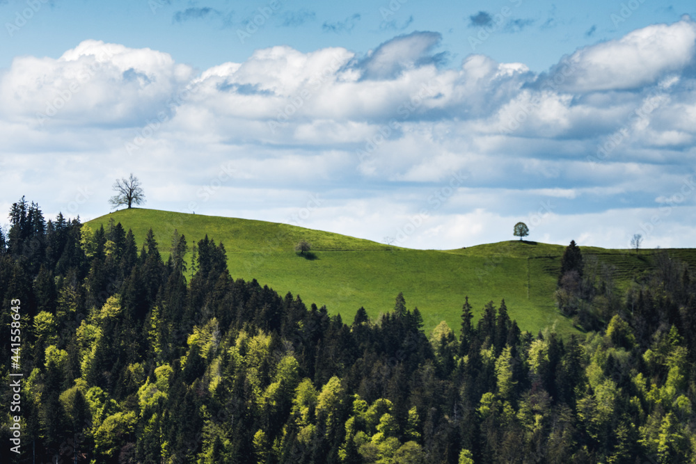 hills of Emmental with trees on a cloudy spring day