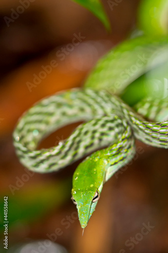 Green Vine Snake, Long-nosed Whip Snake, Ahaetulla nasuta, Sinharaja National Park Rain Forest, World Heritage Site, UNESCO, Bioreserve, Sri Lanka, Asia.