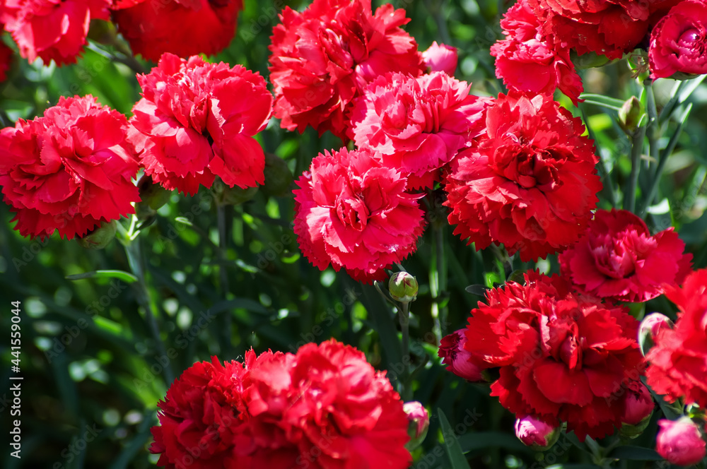 red tulips in garden red tulips in garden
