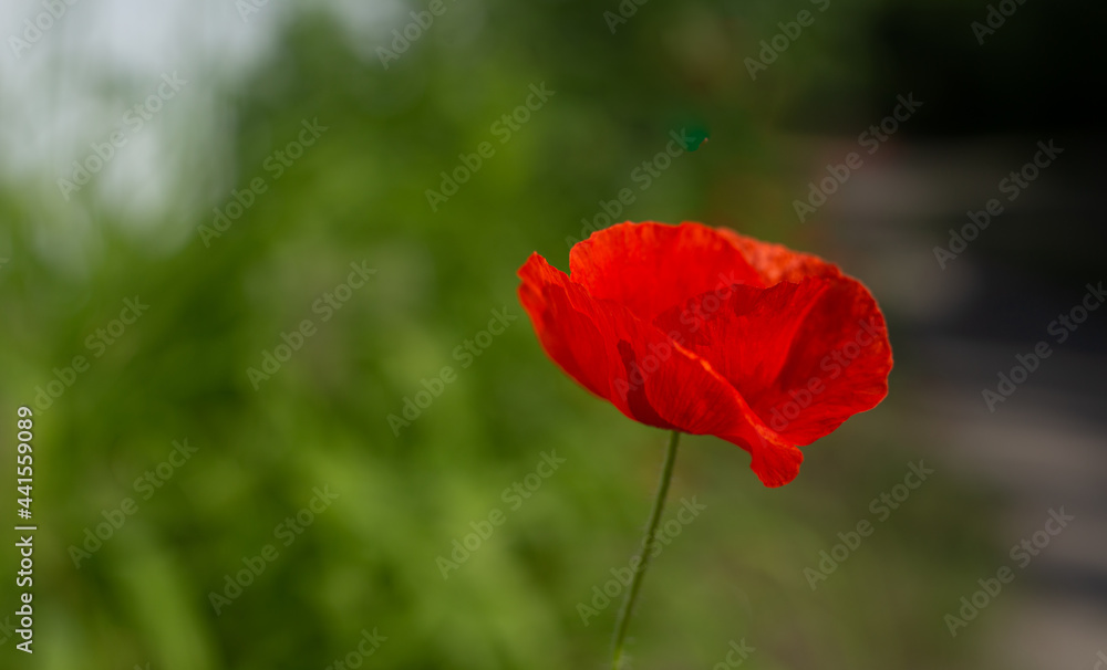 Fototapeta premium red flower on green background. poppy flower in field. summer blooming background.