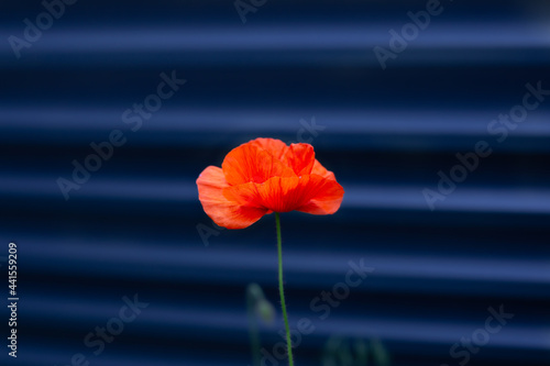 Red single flower closeup on dark blue background. Memorial day concept. Bright remembrance poppy plant blooming. Summer cottage garden dark wall.