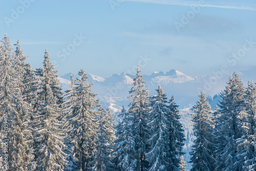 Beautiful forest mountain landscape in winter on a sunny day